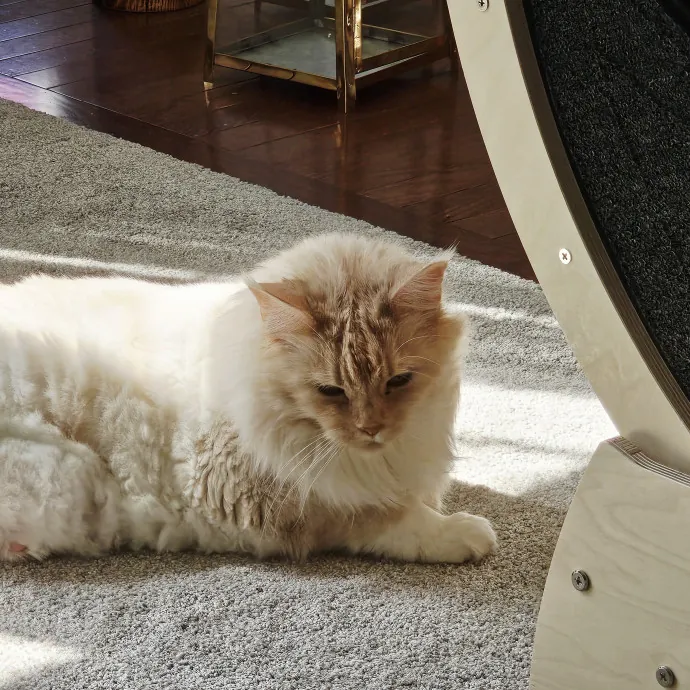 Extraordinary Cat Mom