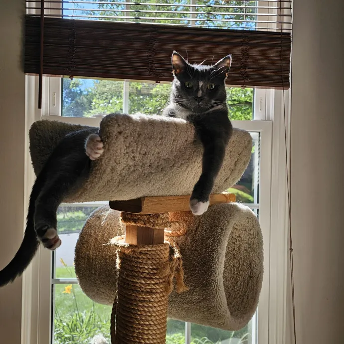 Extraordinary Cat Mom