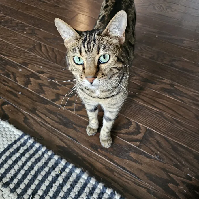 Extraordinary Cat Mom