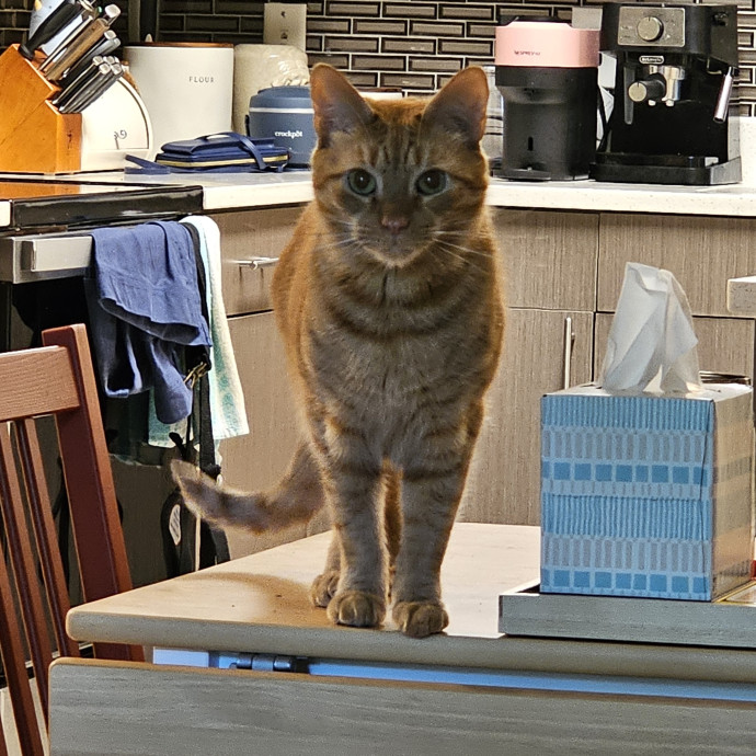 Extraordinary Cat Mom