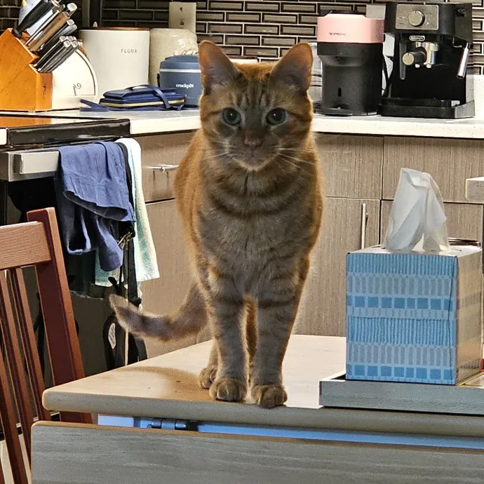 Extraordinary Cat Mom