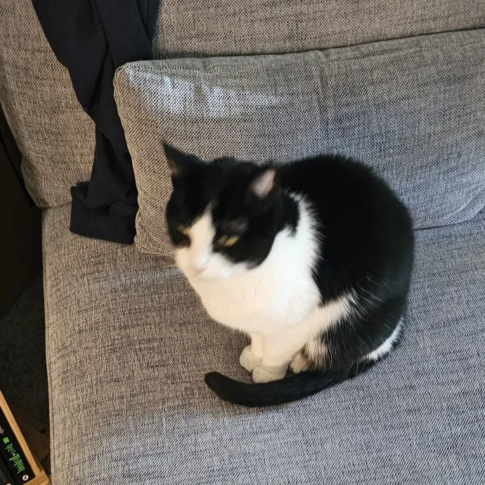 Extraordinary Cat Mom