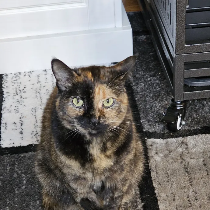 Extraordinary Cat Mom