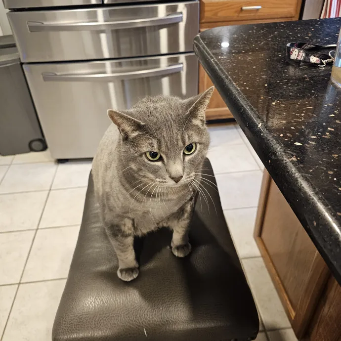 Extraordinary Cat Mom