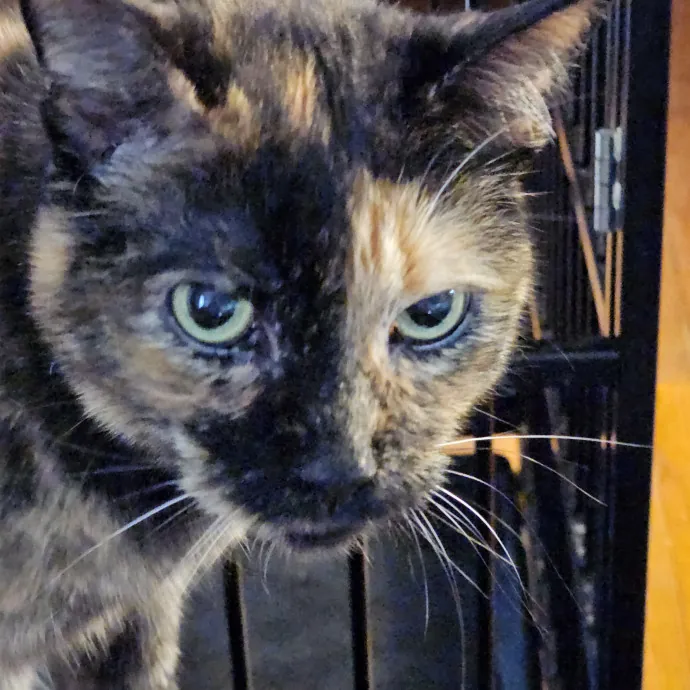 Extraordinary Cat Mom