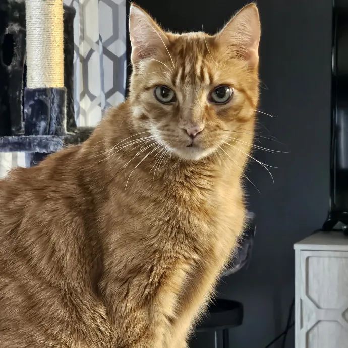 Extraordinary Cat Mom