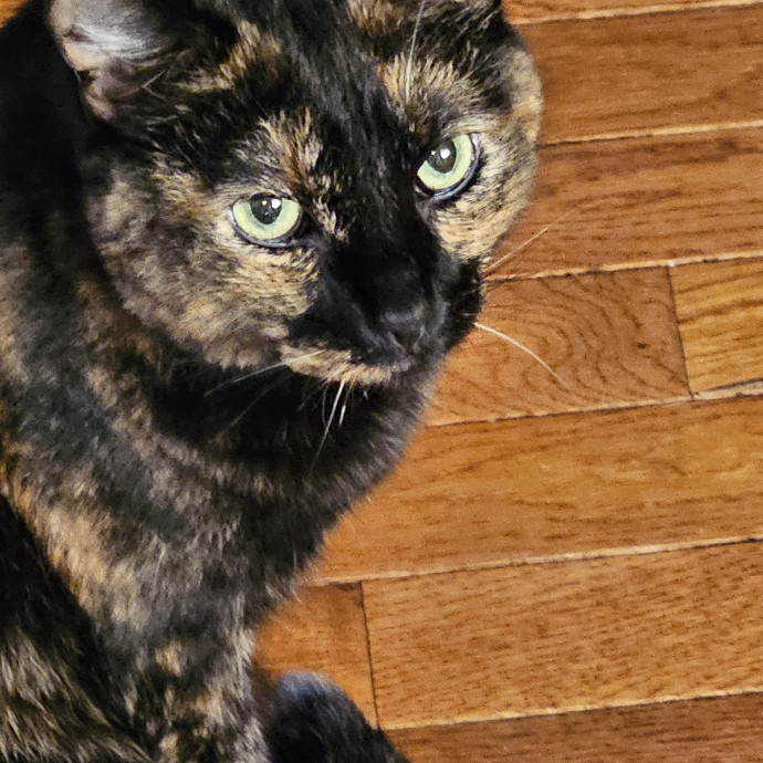 Extraordinary Cat Mom