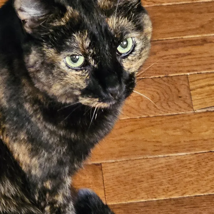 Extraordinary Cat Mom