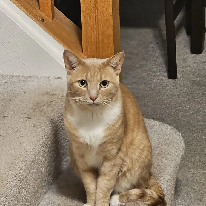 Extraordinary Cat Mom