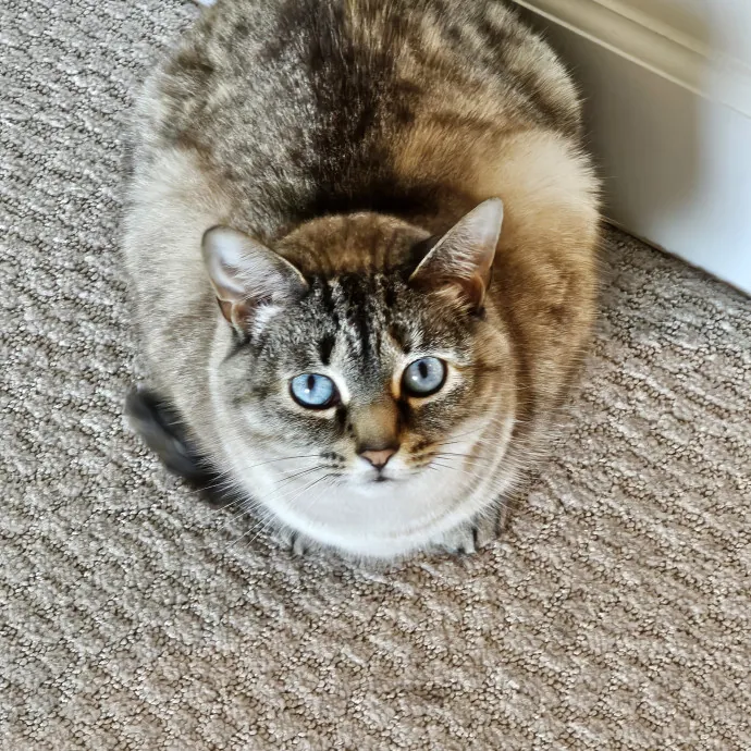 Extraordinary Cat Mom