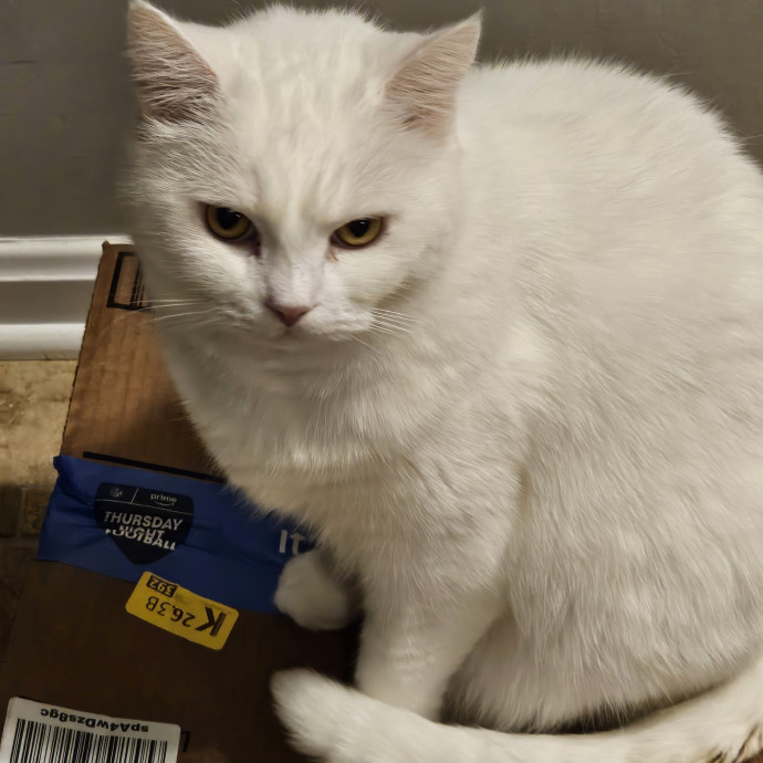 Extraordinary Cat Mom
