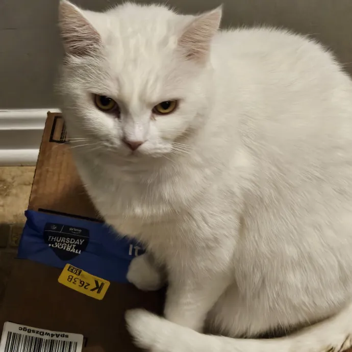 Extraordinary Cat Mom