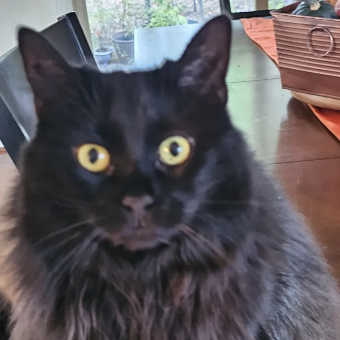 Extraordinary Cat Mom