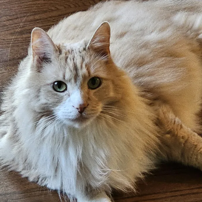 Extraordinary Cat Mom