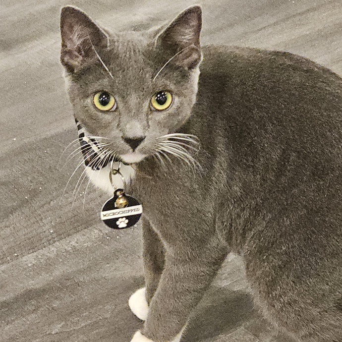 Extraordinary Cat Mom