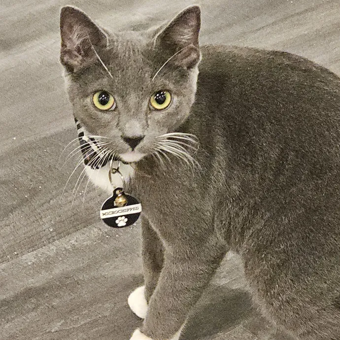 Extraordinary Cat Mom