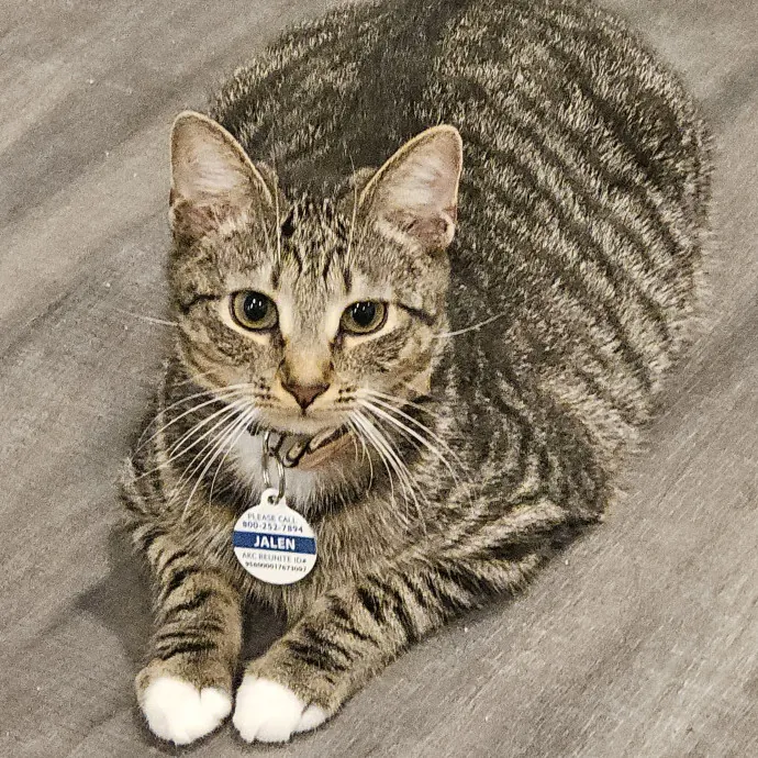 Extraordinary Cat Mom