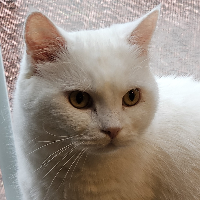 Extraordinary Cat Mom