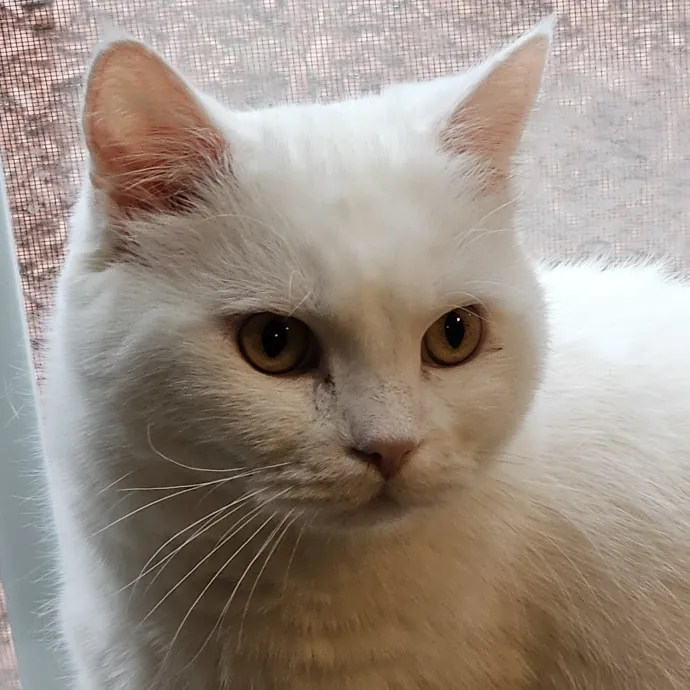 Extraordinary Cat Mom