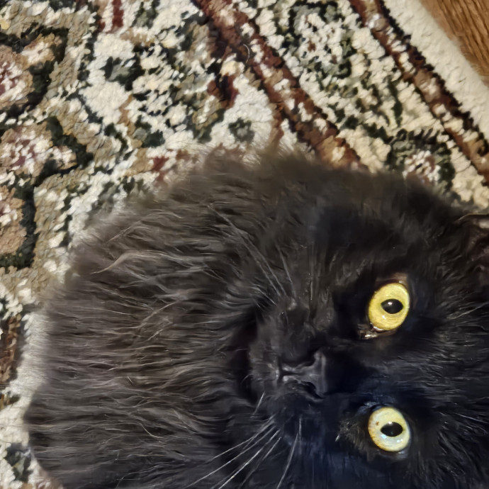 Extraordinary Cat Mom