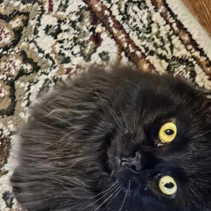 Extraordinary Cat Mom