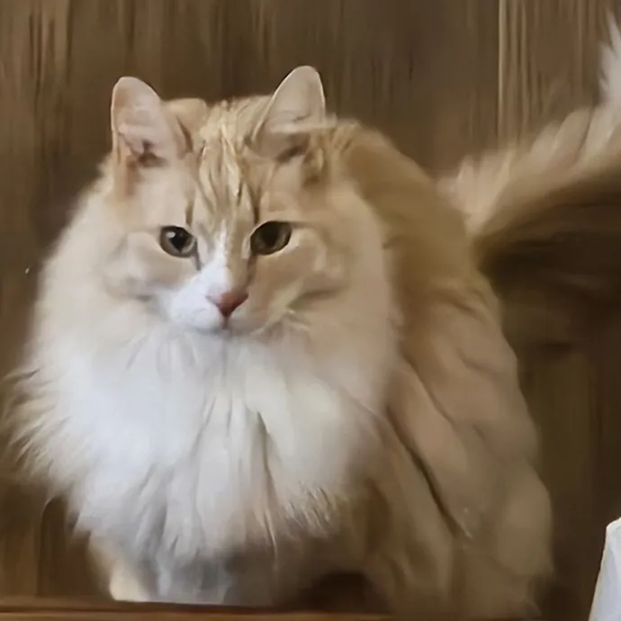 Extraordinary Cat Mom