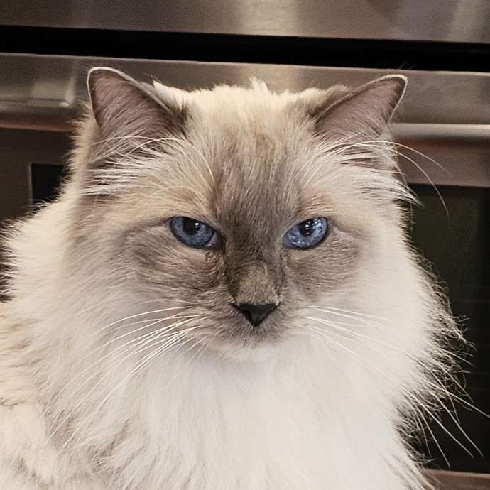 Extraordinary Cat Mom