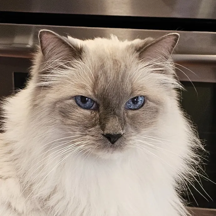 Extraordinary Cat Mom