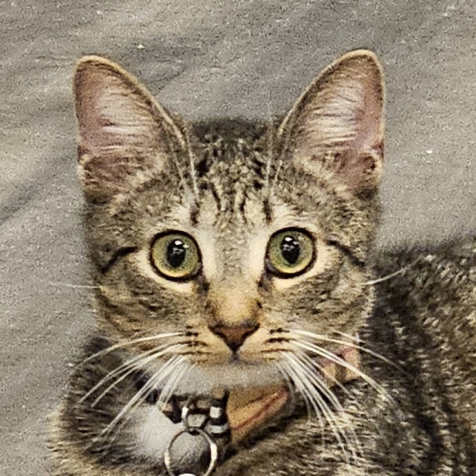 Extraordinary Cat Mom