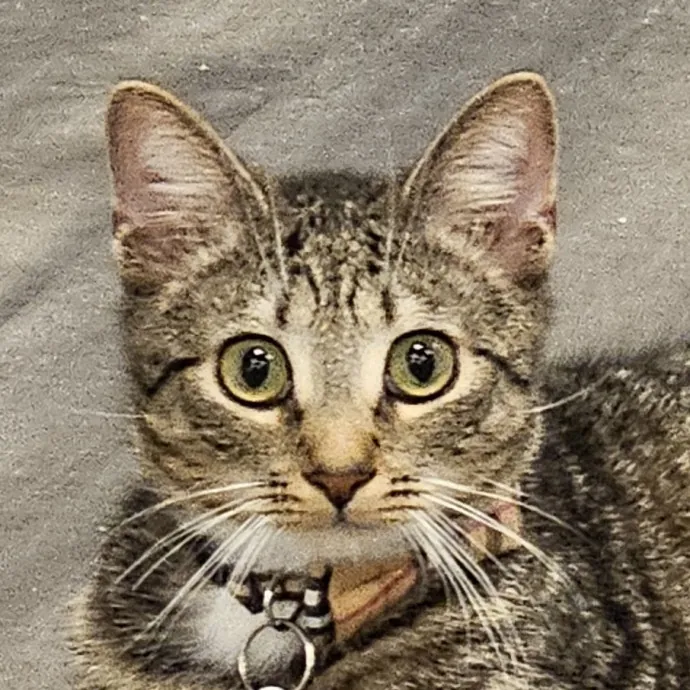 Extraordinary Cat Mom