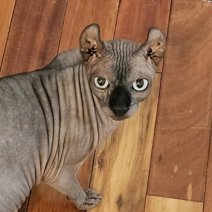 Extraordinary Cat Mom