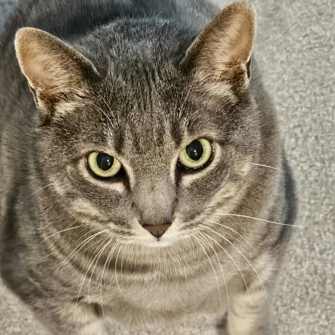 Extraordinary Cat Mom