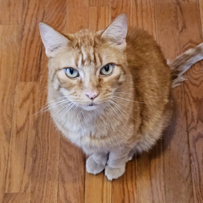 Extraordinary Cat Mom