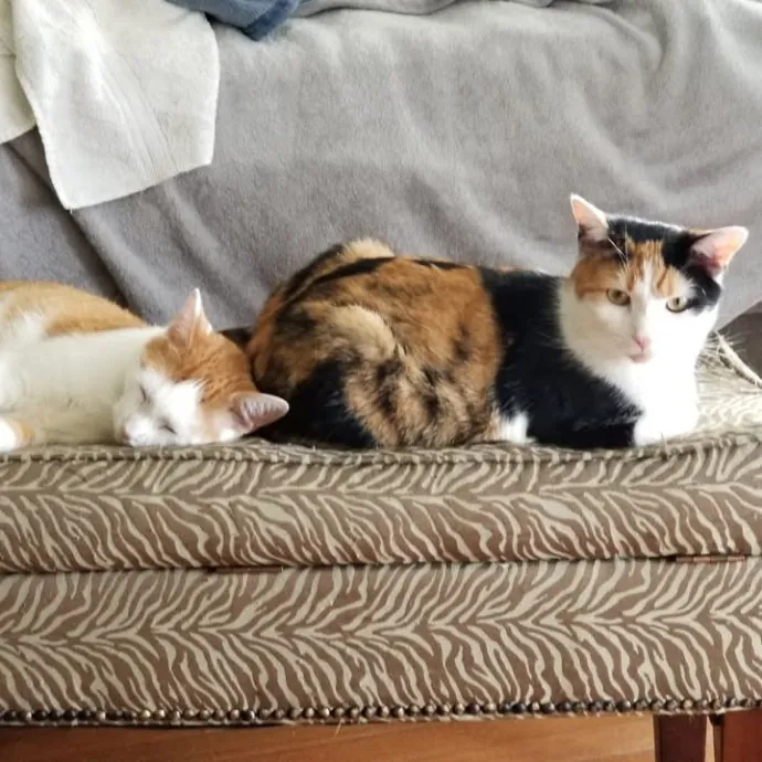 Extraordinary Cat Mom