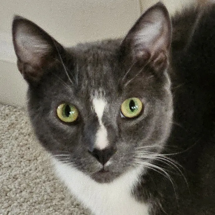 Extraordinary Cat Mom