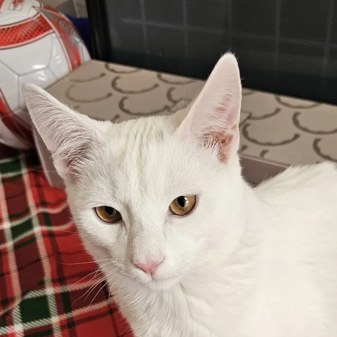 Extraordinary Cat Mom