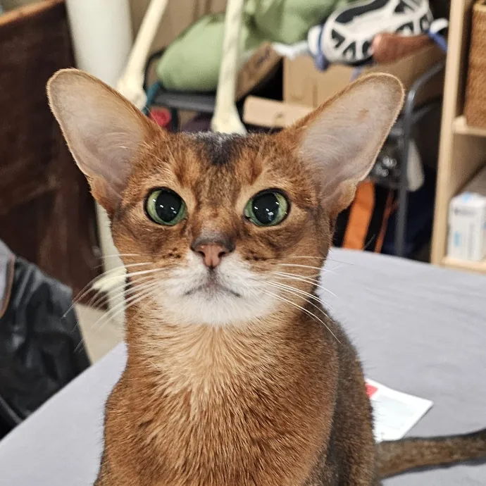 Extraordinary Cat Mom