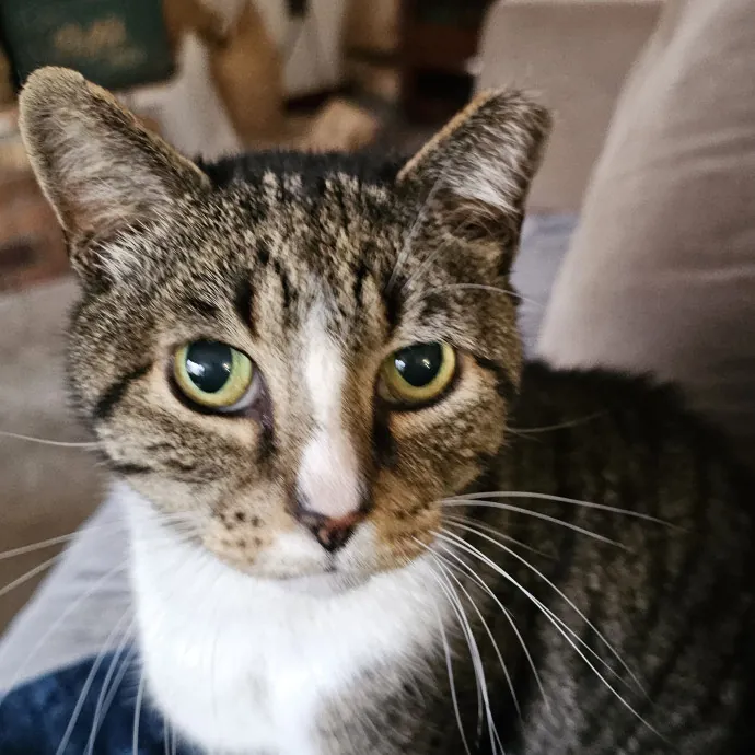 Extraordinary Cat Mom