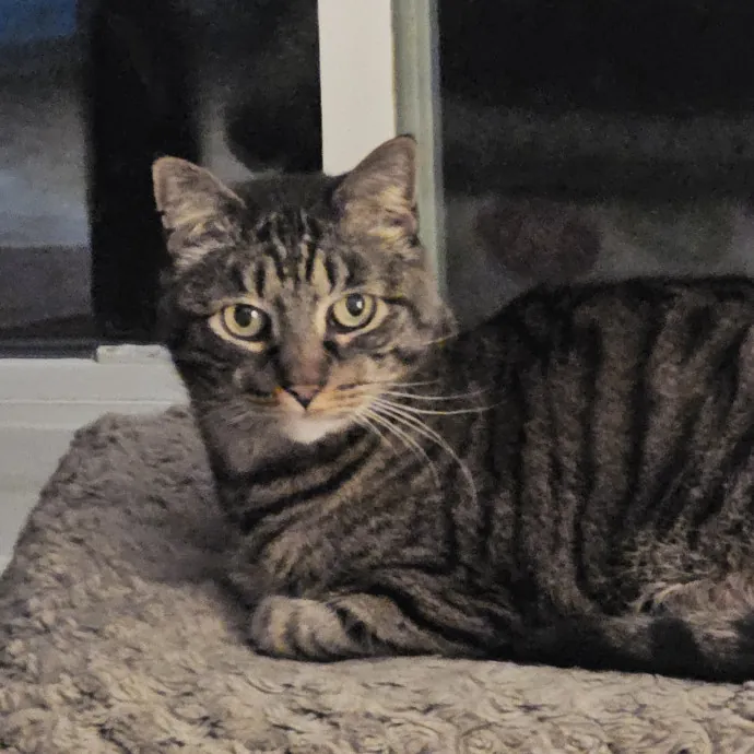 Extraordinary Cat Mom