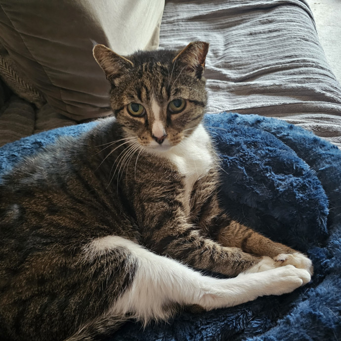 Extraordinary Cat Mom