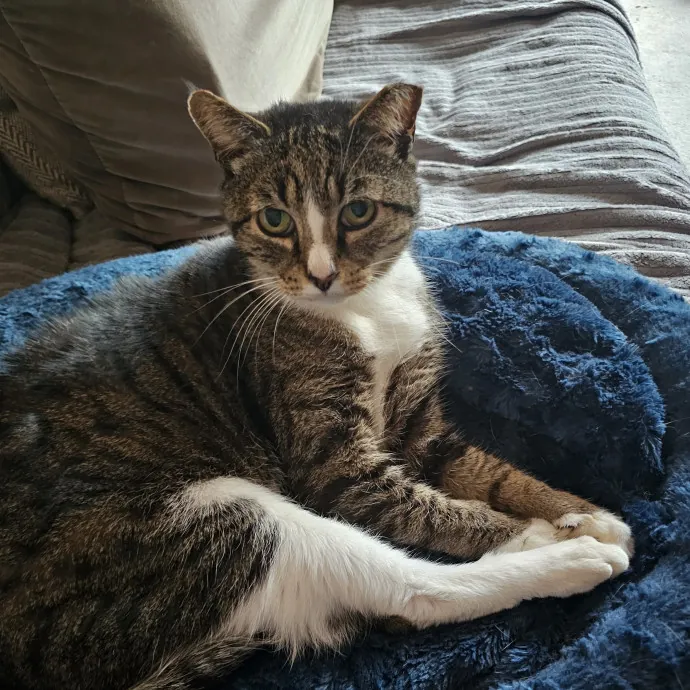 Extraordinary Cat Mom