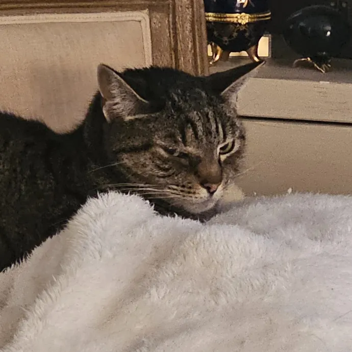 Extraordinary Cat Mom