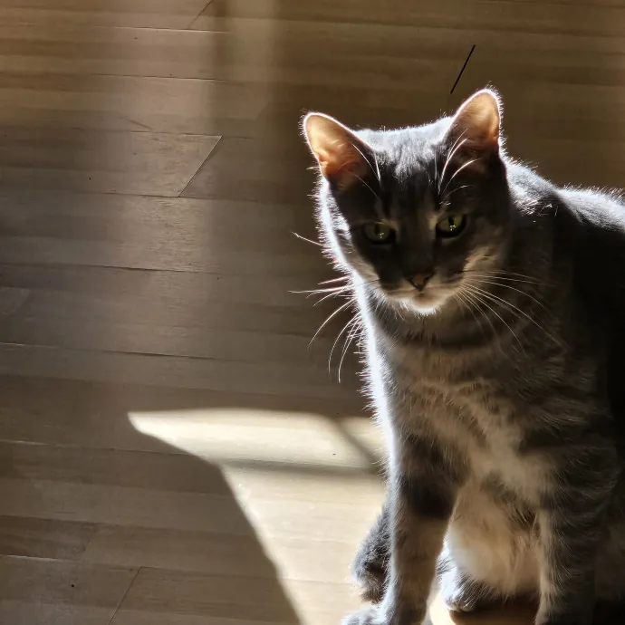 Extraordinary Cat Mom