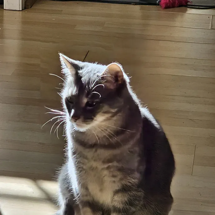 Extraordinary Cat Mom