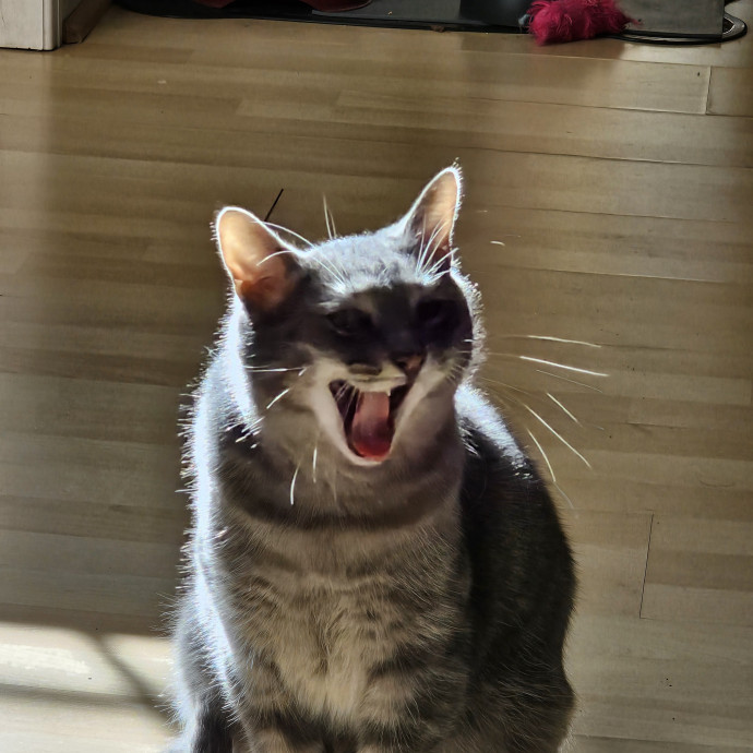 Extraordinary Cat Mom