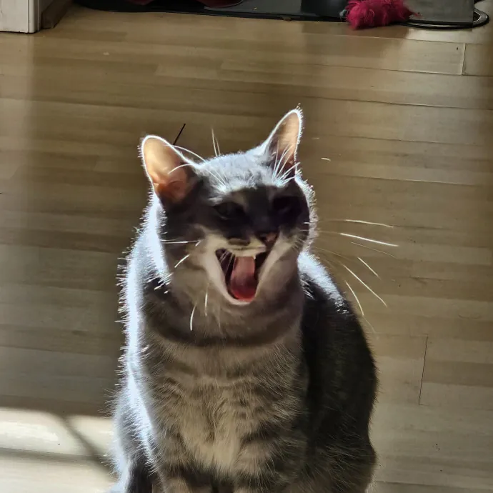 Extraordinary Cat Mom