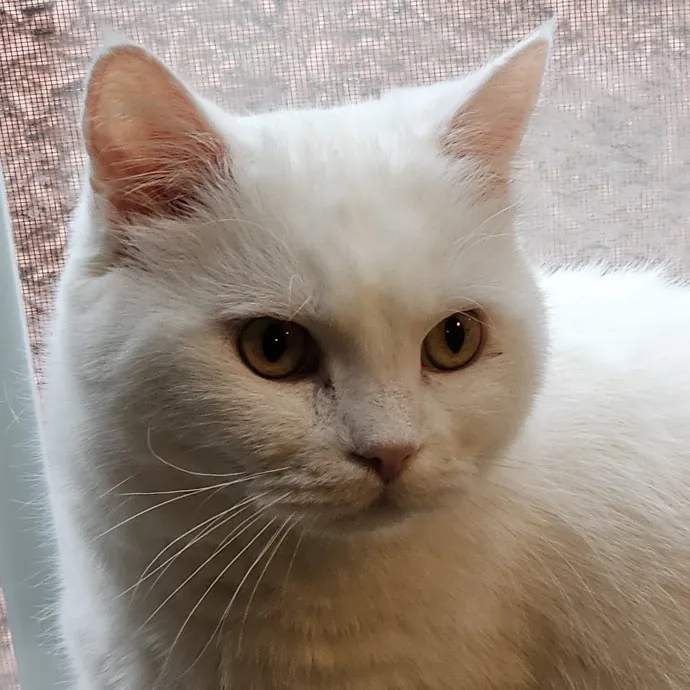 Extraordinary Cat Mom