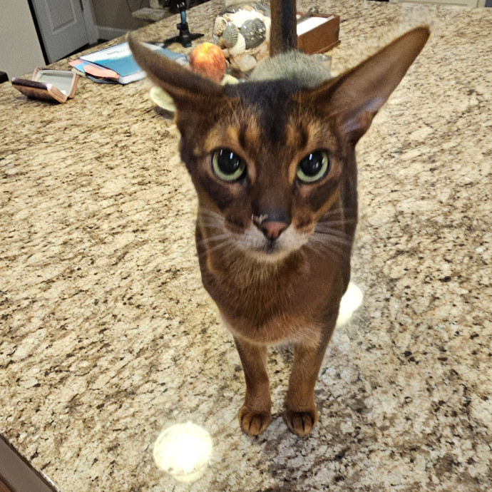 Extraordinary Cat Mom