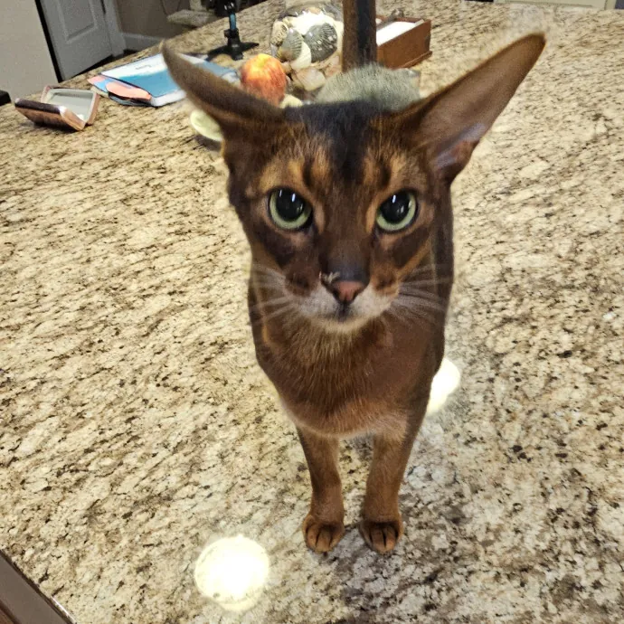 Extraordinary Cat Mom