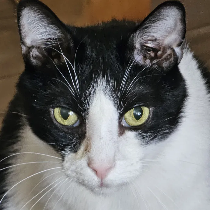 Extraordinary Cat Mom